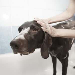 Pet Bath Care