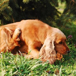 Flea and Tick Prevention