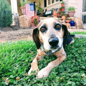 Nakoda-Dog-Sitting-Blanchards-Treats-Gibsonville-NC-27249