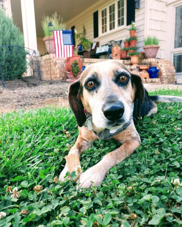 Nakoda-Dog-Sitting-Blanchards-Treats-Gibsonville-NC-27249