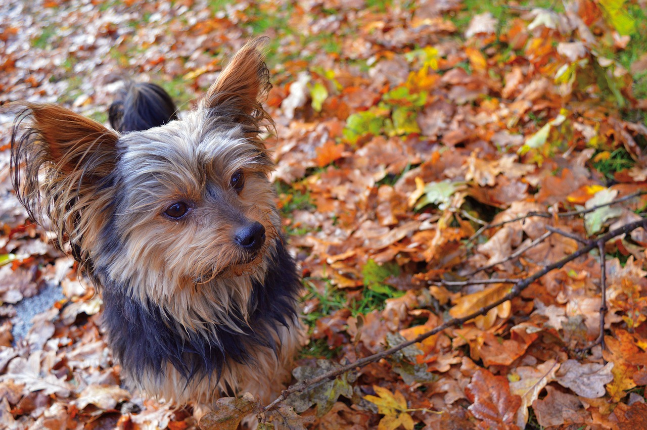 It’s Fall in North Carolina!