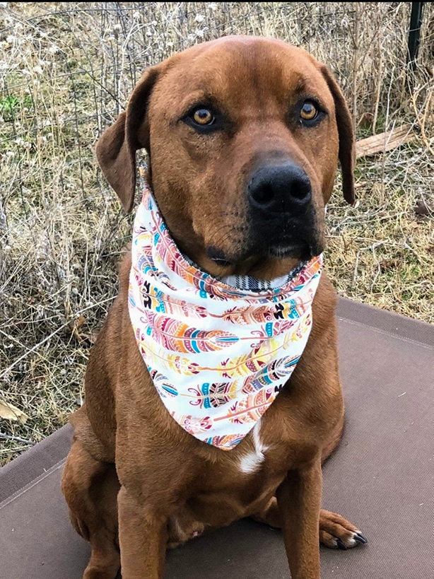 Handmade Bandanas for Dogs