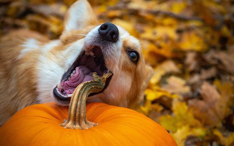 Pupkins and Pumpkins: Halloween Dog Safety