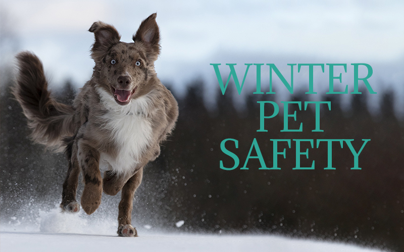 Winter Pet Safety